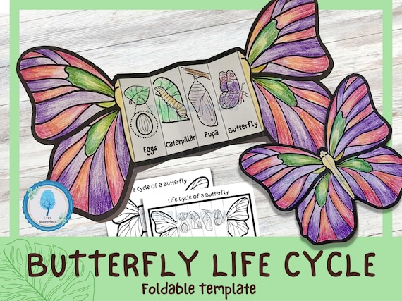 Foldable Butterfly Life Cycle Learning Activity For Kids | A4 and 11x8.5 inch | Digital Download | Montessori Kids Learning