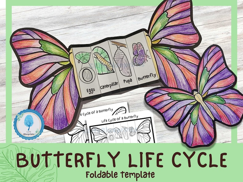 Butterfly life cycle