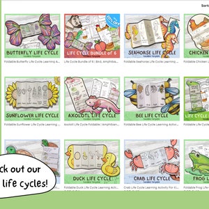 SPANISH Life Cycle of a Axolotl Foldable Life Cycle Craft Digital Download Montessori Kids Learning A4 and 11x8.5 inch image 8