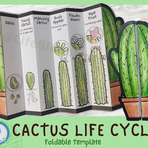 Cactus Life Cycle Learning Activity For Kids | A4 and 11x8.5 inch | Digital Download | Christmas Sale