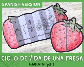 ESPAÑOL Ciclo de vida de la fresa Actividad científica artesanal plegable para niños / Ciclo de vida de una Manzana / A4 y 11x8.5 pulgadas / Descarga digital /