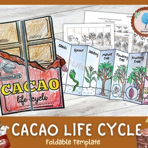 Actividad desplegable sobre el ciclo de vida del cacao para niños / Descubra de dónde viene el chocolate / Ciclo de vida de las plantas / Manualidades Montessori A4 y 11x8,5 pulgadas