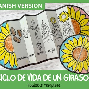 SPANISH Life Cycle of Sunflower Plant | Foldable Life Cycle Craft | Digital Download | Montessori Kids Learning | A4 and 11x8.5 inch