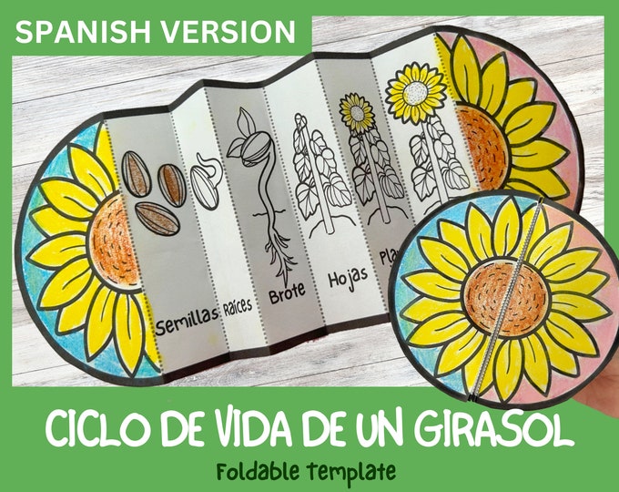 Sunflower Life Cycle Foldable - Etsy Canada