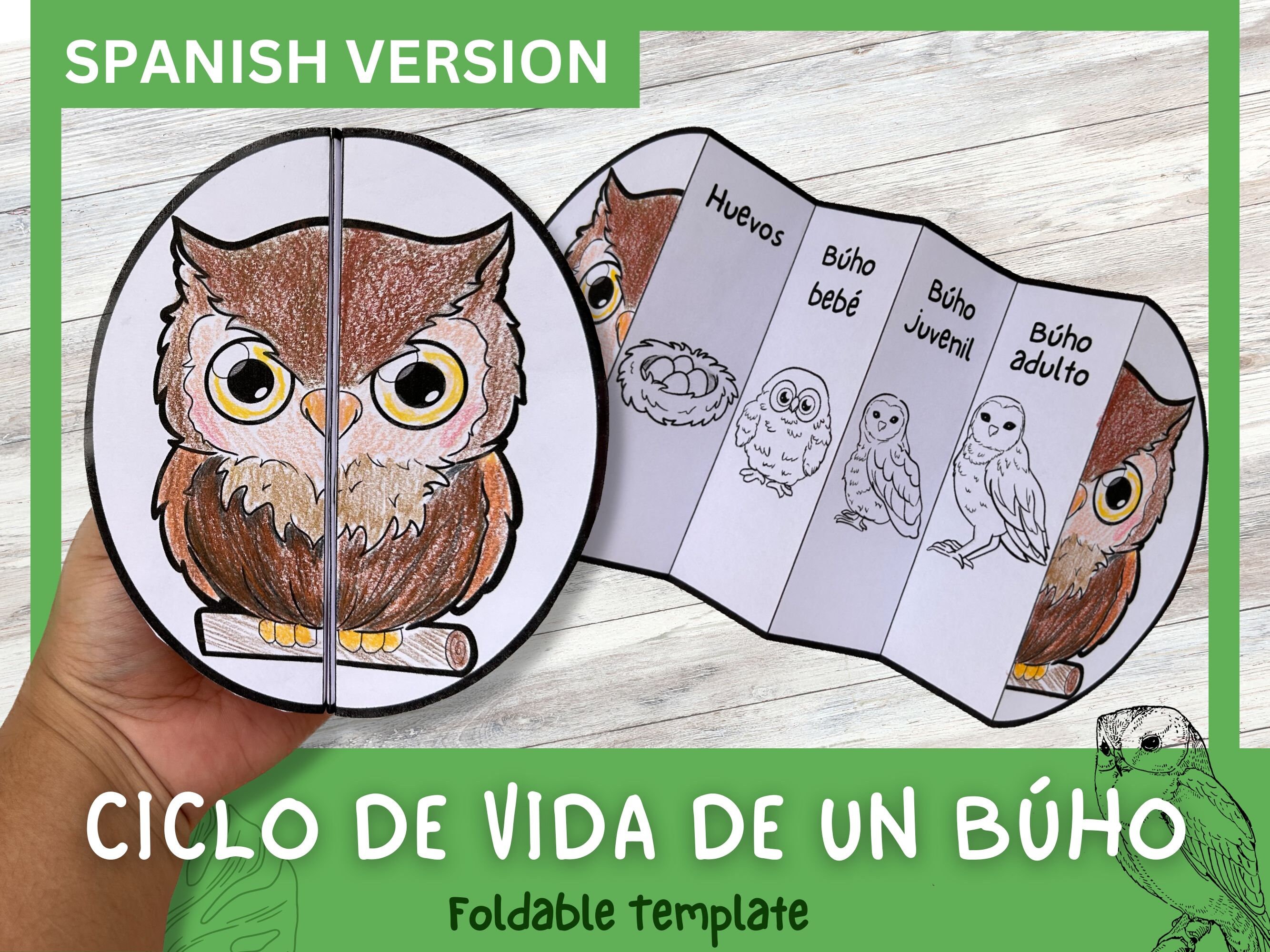 SPANISH Owl Life Cycle Learning Activity for Kids Montessori Etsy