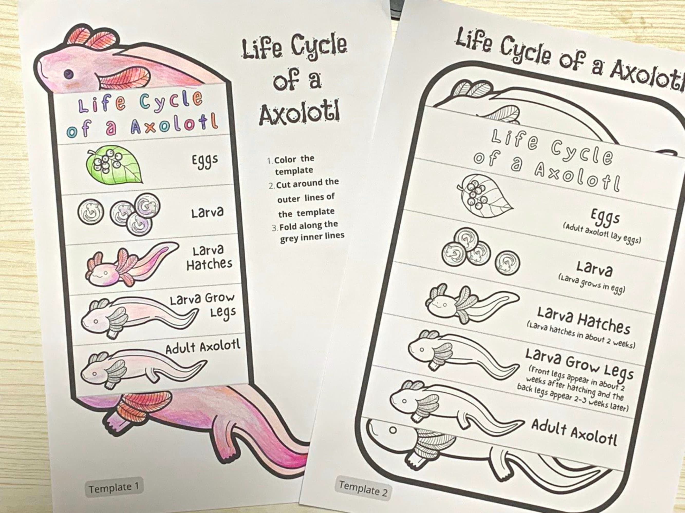 Axolotl Life Cycle Foldable Amphibian Life Cycle Learning - Etsy