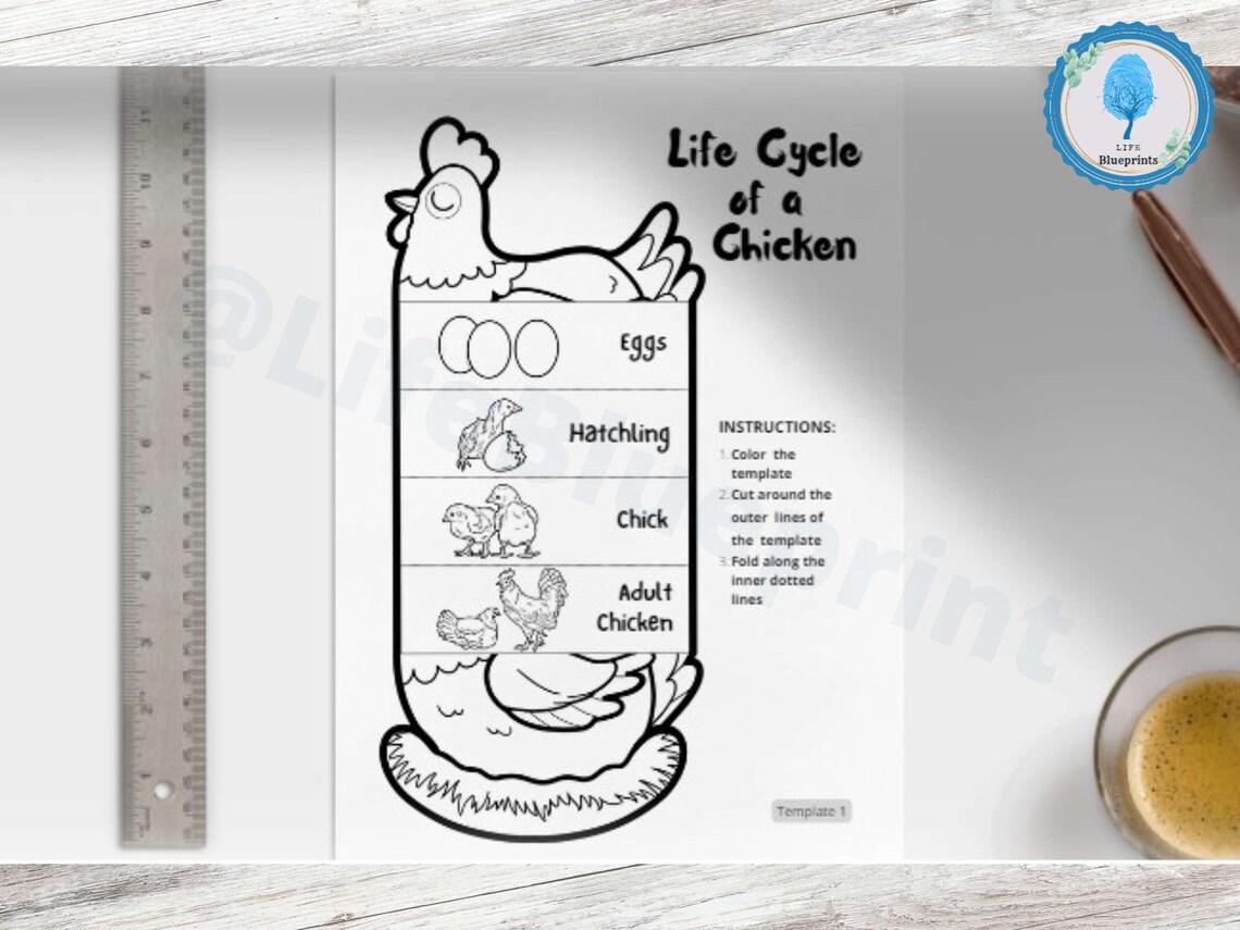Foldable Chicken Life Cycle Learning Activity for Kids | A4 and 11x8.5 ...