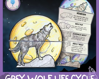 May include: A foldable template for a grey wolf life cycle. The template shows a wolf howling at the moon with different stages of the wolf's life cycle: newborn, wolf pup, juvenile wolf, and adult wolf. Each stage has a description of the wolf's development.