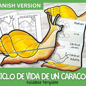 Może przedstawiać: Kolorowa składana szablona do nauki dzieci o cyklu życia ślimaka. Szablona przedstawia dużego żółtego ślimaka z brązowymi oznaczeniami i mniejszego ślimaka w każdym stadium jego cyklu życia. Etapy obejmują jaja, wylęg, młodego ślimaka i dorosłego ślimaka. Szablona jest opisana po hiszpańsku słowami "Ciclo de vida de un caracol" i "Składana szablona".