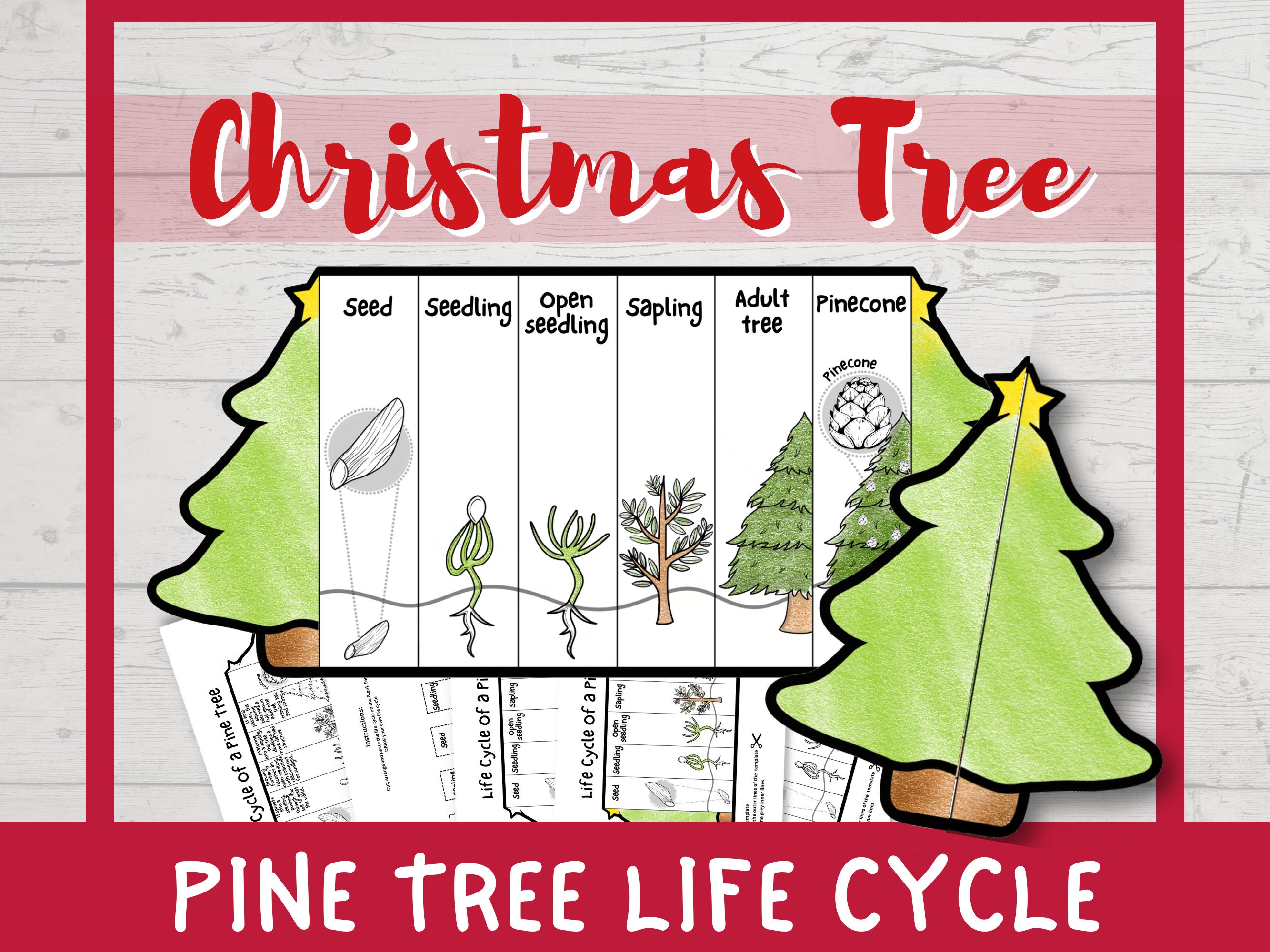 PINE TREE Life Cycle Foldable Templates Christmas Tree Life Etsy