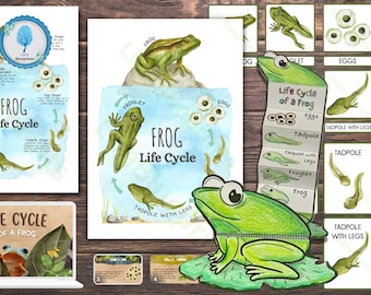 Frog Life Cycle Unit Study | Poster, Flashcards, Lesson Plan | Nature Study, Science, Montessori, Homeschool | A4 | Digital Download