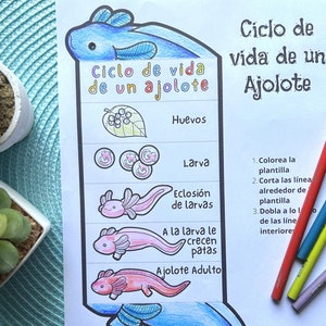 SPANISH Life Cycle of a Axolotl Foldable Life Cycle Craft Digital Download Montessori Kids Learning A4 and 11x8.5 inch image 7