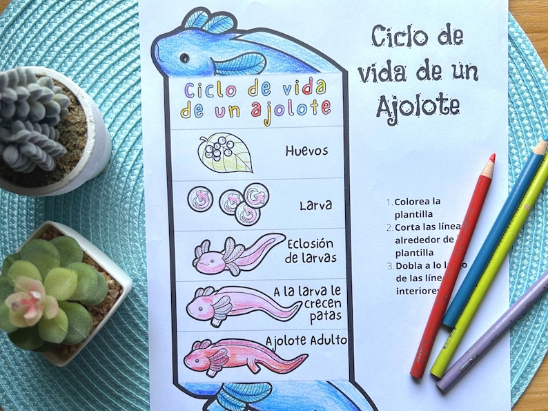 SPANISH Life Cycle of a Axolotl Foldable Life Cycle Craft Digital Download Montessori Kids Learning A4 and 11x8.5 inch image 7