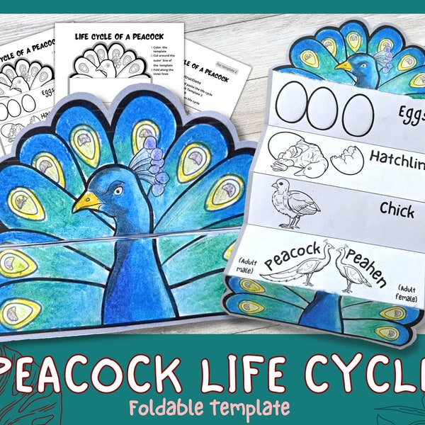 Foldable Peacock Life Cycle Learning Activity For Kids | Bird Unit study | Science Crafts| A4 | Digital Download | Montessori Learning