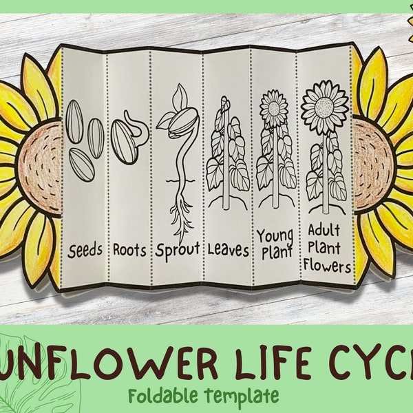 Foldable Sunflower Life Cycle Learning Activity For Kids | A4 and 11x8.5 inch | Digital Download | Sunflower Unit Study | Montessori Crafts
