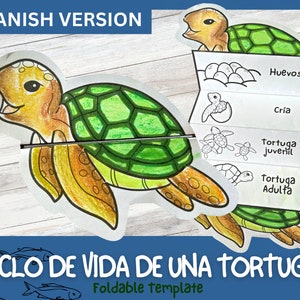 Actividad de aprendizaje del ciclo de vida de las tortugas en ESPAÑOL para niños / Aprendizaje Montessori / A4 y 11x8.5 pulgadas / Descarga digital /