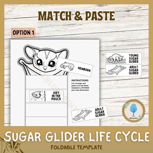 Australian animals life cycles