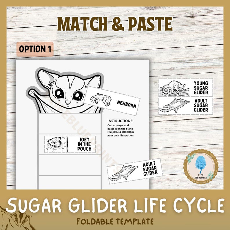 Australian animals life cycles