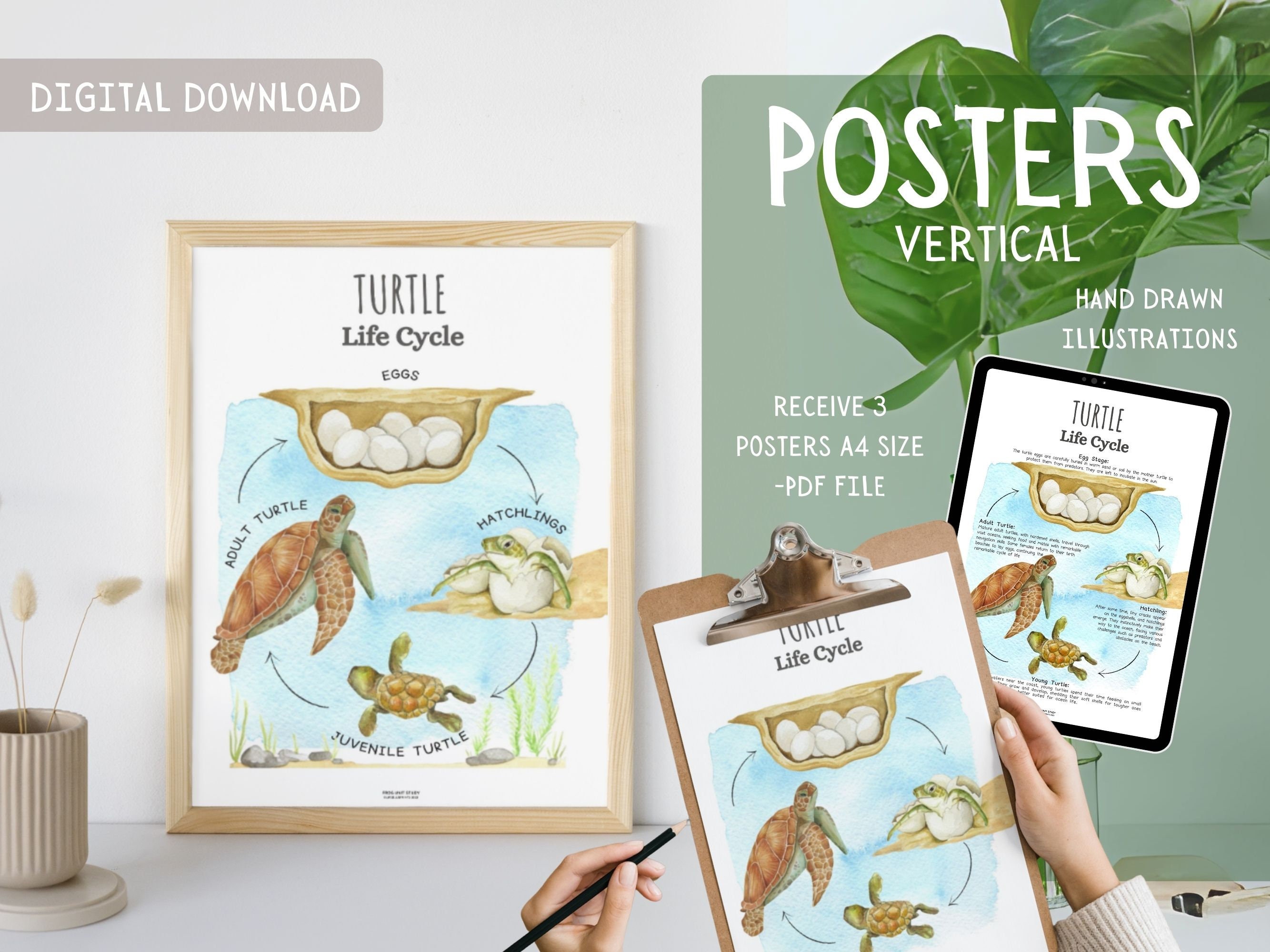 Turtle Life Cycle Unit Study | Poster, Flashcards, Lesson Plan | Nature ...