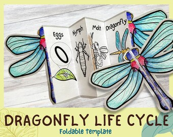 Foldable Dragonfly Life Cycle Learning Activity For Kids | A4 and 11x8.5 inch | Digital Download | Montessori Kids Learning | Science Crafts