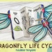 Foldable Sunflower Life Cycle Learning Activity for Kids A4 and 11x8.5 ...