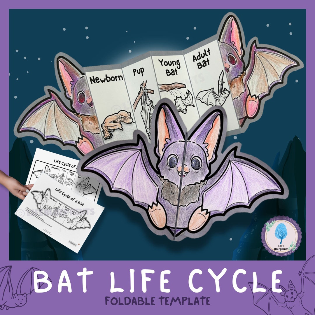 Life Cycle of a Bat Science Activity for Kids Foldable Craft Bat Study Halloween Unit