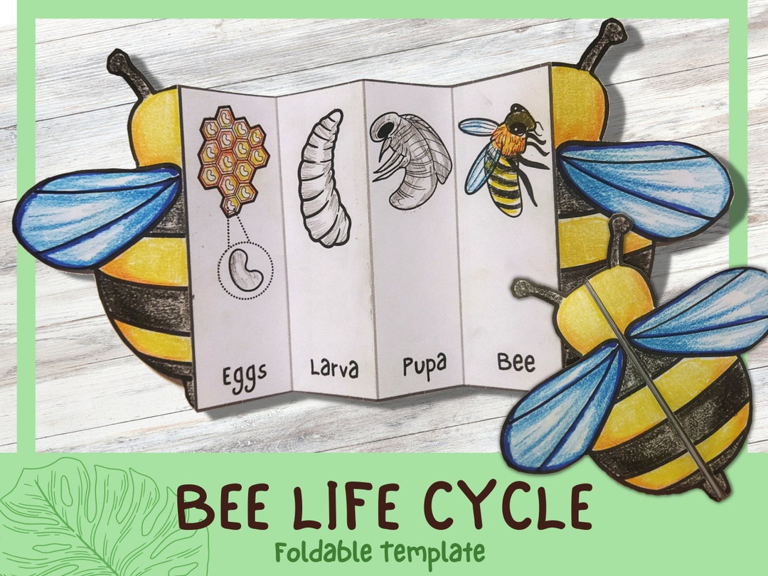 Foldable Bee Life Cycle Learning Activity for Kids  A4 and