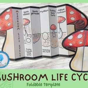 Foldable Mushroom Life Cycle Learning Activity For Kids | A4 and 11x8.5 inch | Digital Download | Montessori Material Printable