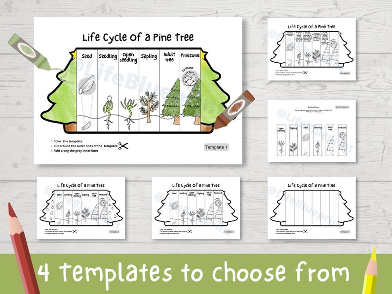 PINE TREE Life Cycle Foldable Templates Christmas Tree Life Etsy