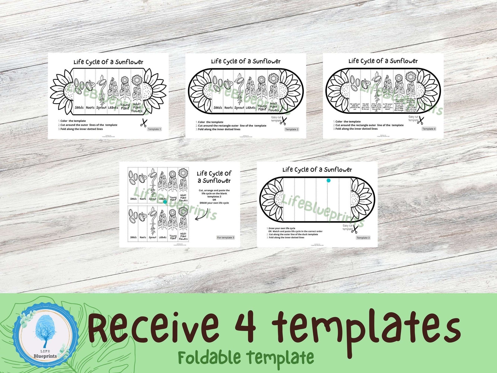 Foldable Sunflower Life Cycle Learning Activity for Kids | A4 and 11x8 ...