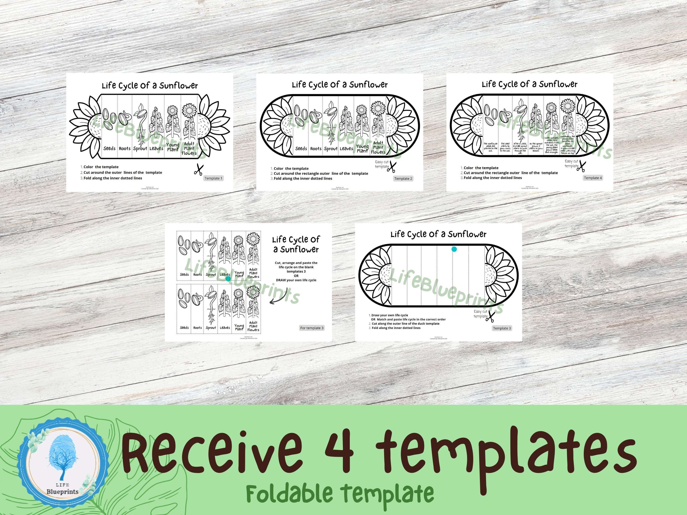 Foldable Sunflower Life Cycle Learning Activity for Kids | A4 and 11x8 ...