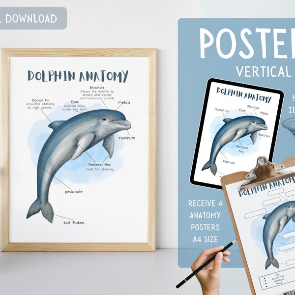 Dolphin Anatomy Poster For Kids, Nature Study, Science, Montessori, Homeschool | Science Poster| A4 |  Digital Download