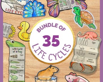 Foldable Sunflower Life Cycle Learning Activity for Kids A4 and 11x8.5 ...