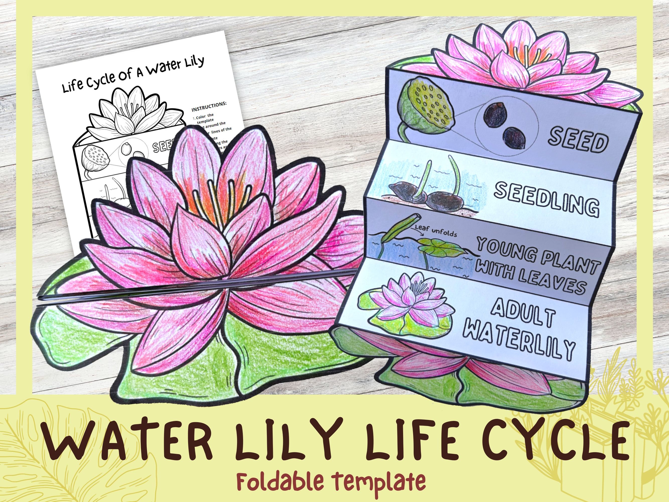 Foldable Water Lily Life Cycle Learning Activity for Kids Plant