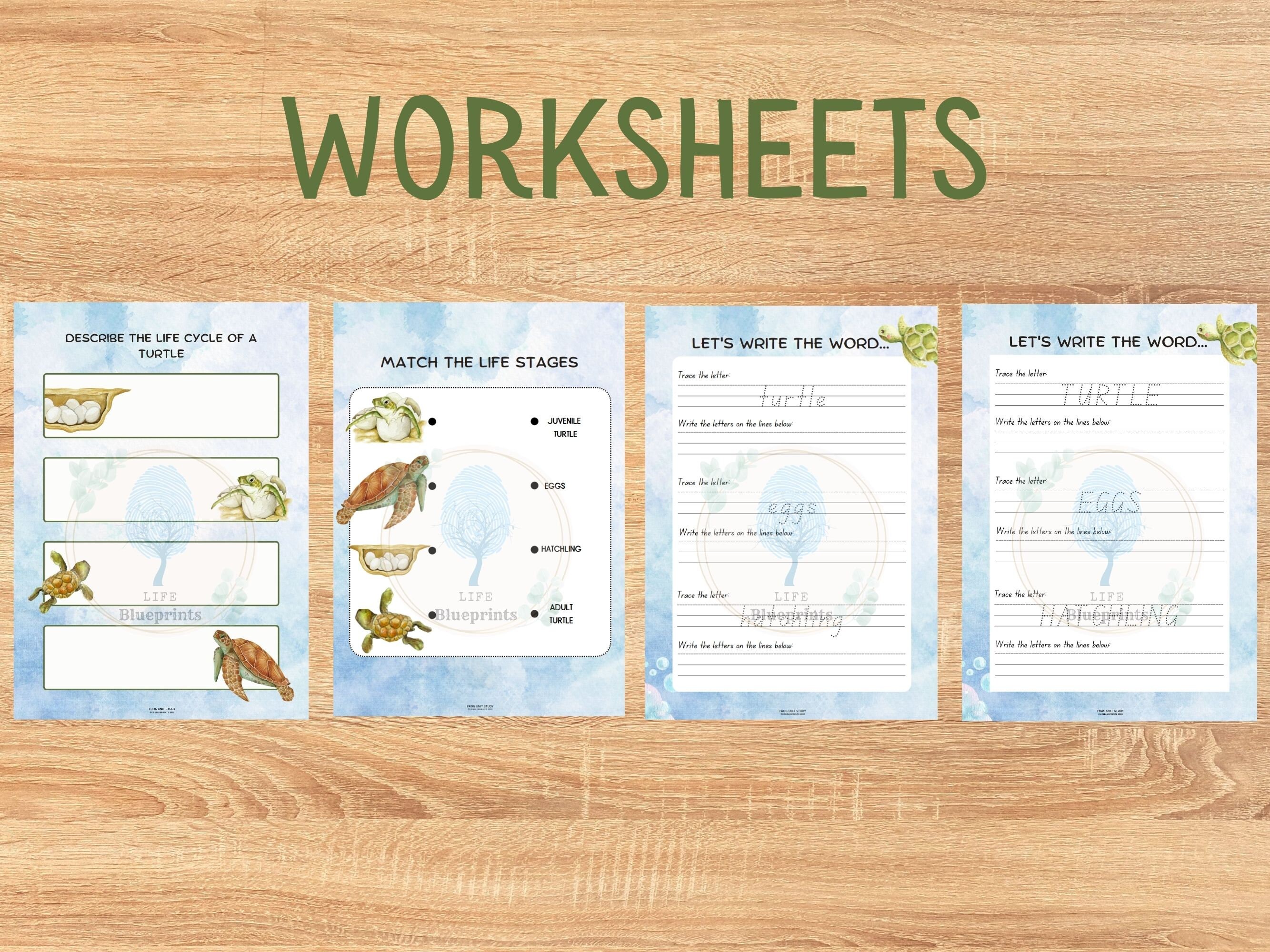 Turtle Life Cycle Unit Study | Poster, Flashcards, Lesson Plan | Nature ...
