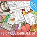Foldable Sunflower Life Cycle Learning Activity for Kids | A4 and 11x8 ...