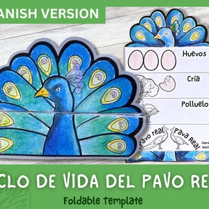 Actividad de aprendizaje del ciclo de vida del pavo real en español para niños / Aprendizaje Montessori / A4 y 11x8.5 pulgadas / Descarga digital / Hoja de trabajo imprimible /