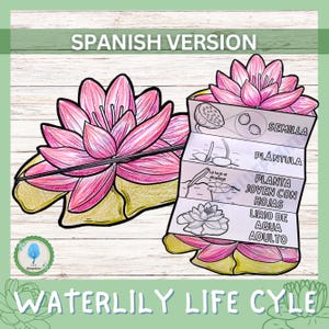 SPANISH Foldable Water Lily Life Cycle Learning Activity For Kids | Plant Study | Montessori Science Craft | Digital Download