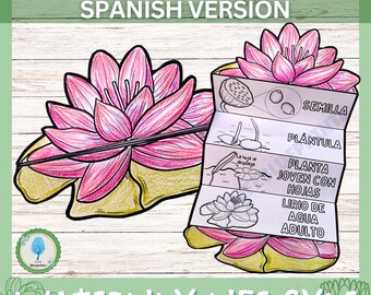 SPANISH Foldable Water Lily Life Cycle Learning Activity For Kids | Plant Study | Montessori Science Craft | Digital Download