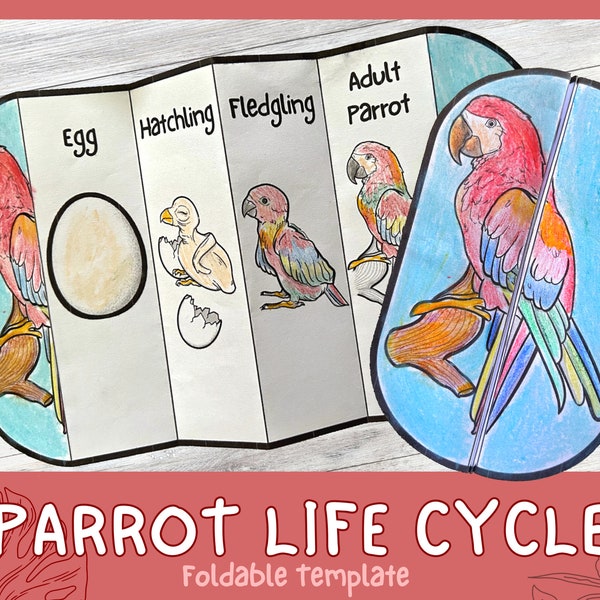 Foldable Parrot Life Cycle Learning Activity For Kids | A4 and 11x8.5 inch | Digital Download | Christmas Activity