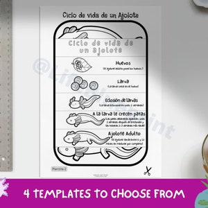 SPANISH Life Cycle of a Axolotl Foldable Life Cycle Craft Digital Download Montessori Kids Learning A4 and 11x8.5 inch image 4