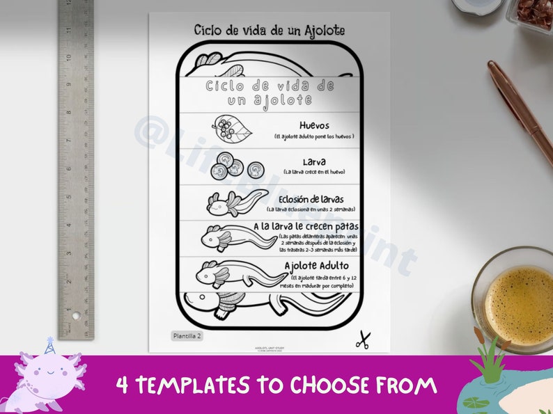 SPANISH Life Cycle of a Axolotl Foldable Life Cycle Craft Digital Download Montessori Kids Learning A4 and 11x8.5 inch image 4
