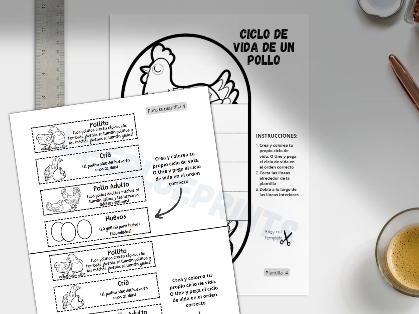 SPANISH Chicken Life Cycle Learning Activity for Kids | A4 and 11x8.5 ...