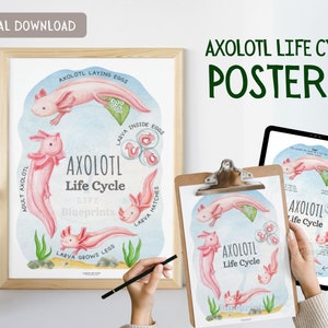 Estudio de la unidad del ciclo de vida de Axolotl / Póster, Tarjetas didácticas, Plan de lección / Estudio de la naturaleza, Ciencia, Montessori, Educación en el hogar / A4 / Descarga digital