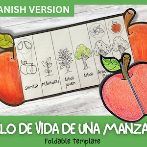 SPAANS Levenscyclus van een opvouwbare knutselactiviteit van Apple voor kinderen | Ciclo de vida de una Manzana | A4 en 11 x 8,5 inch | Digitale download |