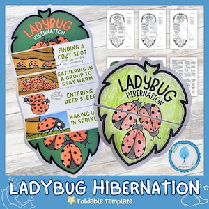 Może przedstawiać: Składana szablona do nauki dzieci o hibernacji biedronek. Szablona przedstawia zielony liść z biedronką po obu stronach. Liść jest podzielony na cztery sekcje, z których każda przedstawia inny etap hibernacji: znalezienie przytulnego miejsca, zebranie się w grupie, aby się ogrzać, wejście w głęboki sen i przebudzenie się wiosną. Tekst "Hibernacja biedronki" jest wydrukowany na górze szablonu.