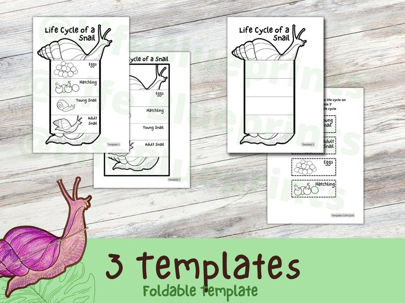 Foldable Snail Life Cycle Learning Activity for Kids A4 and 11x8.5 Inch