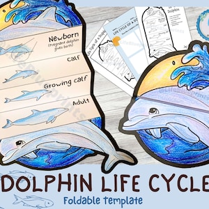 Activité d'apprentissage pliable sur le cycle de vie des dauphins pour les enfants | A4 et 11 x 8,5 pouces | Téléchargement numérique |