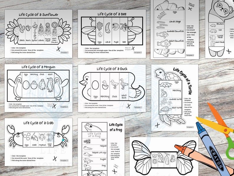 Foldable Life Cycle Bundle of 20 Templates | Discounts With Bundle ...