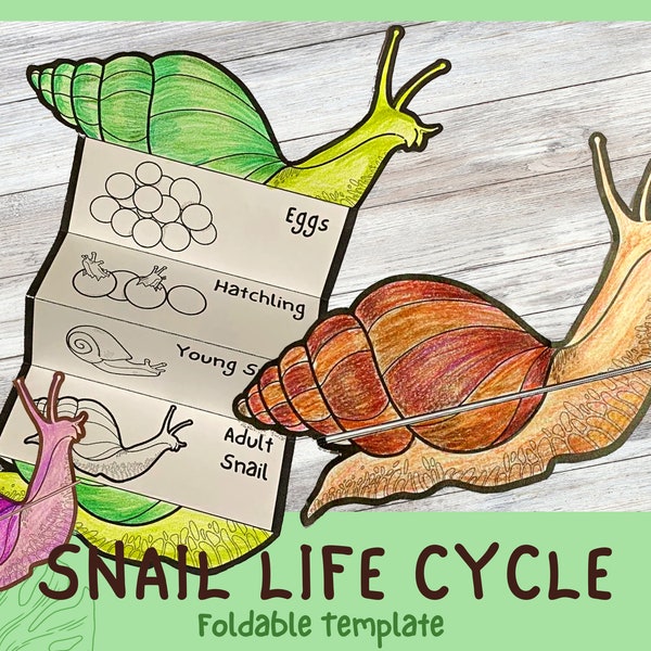 Foldable Snail Life Cycle Learning Activity For Kids | A4 and 11x8.5 inch | Digital Download |